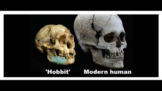 Perbandingan Ukuran antara Hobbit dengan Manusia Modern
