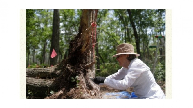 Menggali Artefak di Akar Pohon yang Tumbang