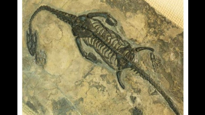 Fosil Ichthyosaurus yang Ditemukan