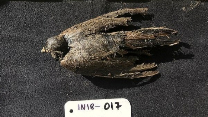 Icebird berusia 46.000 Tahun