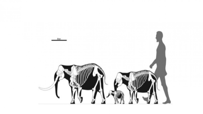 Perbandingan Ukuran Gajah Kecil dengan Manusia