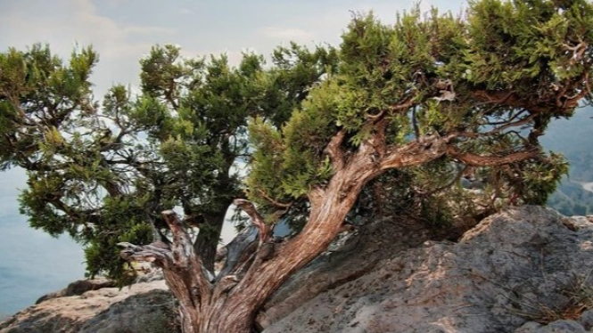 Pohon Juniper dalam Mitologi dan Kepercayaan Rakyathon Juniper