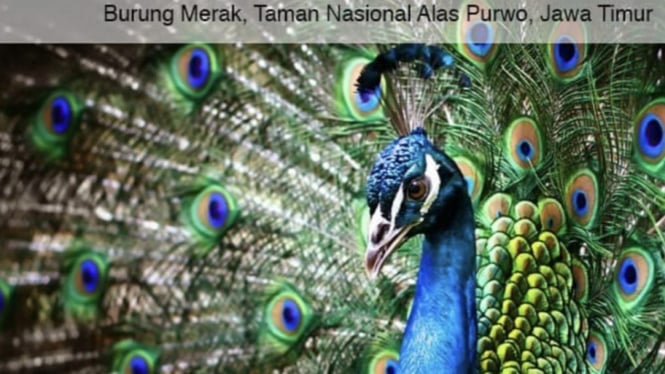 Burung merak yang cantik