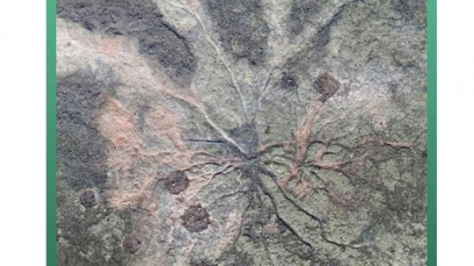 Fosil Hutan yang Ditemukan di Somerset, Inggris