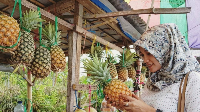 Nanas Gunung kelud