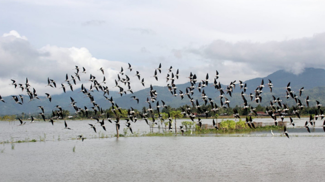 Kumpulan Burung Gagang Bayam, Terbang di Danau Limboto, Gorontalo