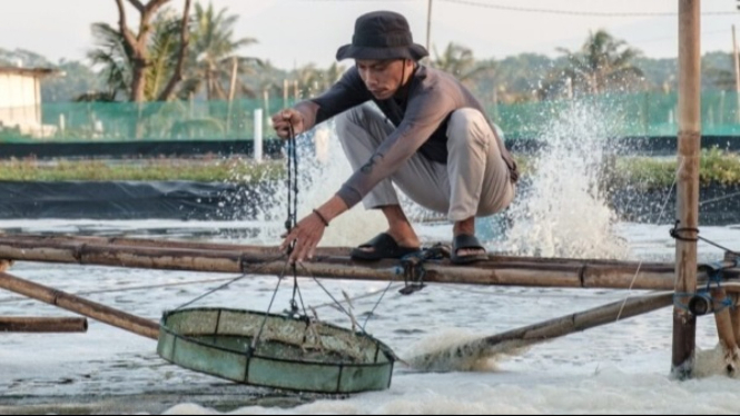 Petani Budidaya Ikan