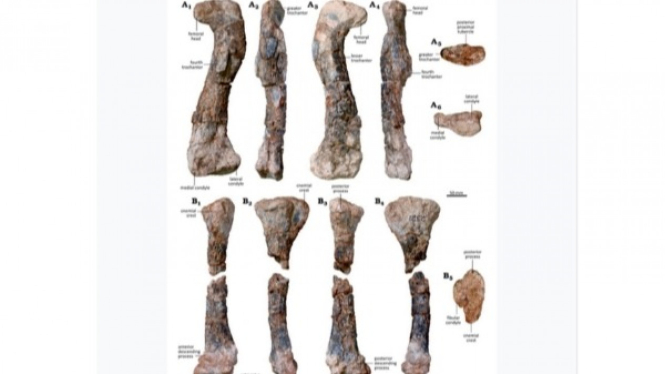 Fosil Musankwa sanyatiensis yang Ditemukan