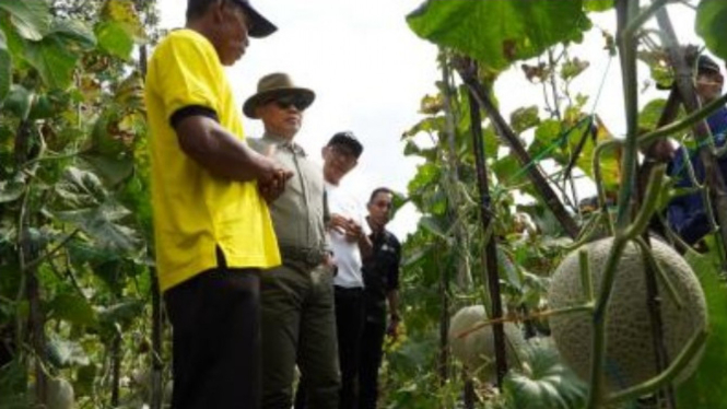 Panen Melon 110 Ton di Bulak Munggur, Watusigar, Ngawen, Gunungkidul