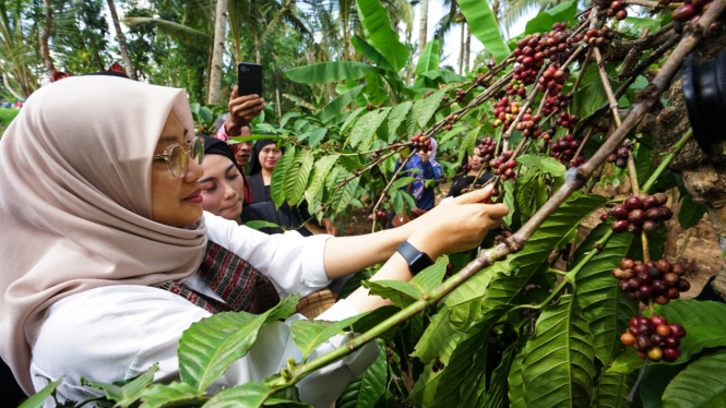 Kopi Robusta Banyuwangi