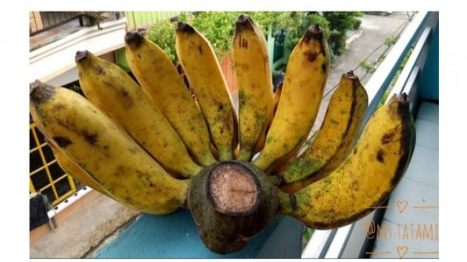 Pisang, Buah yang Menjadi Favorit Banyak Orang