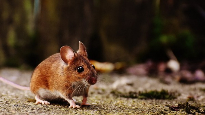 Tikus, Hewan yang Biasa Dikendalikan dengan Racun