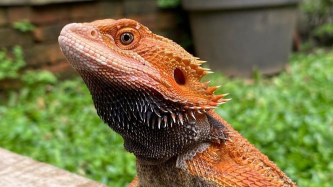 Bearded Dragon