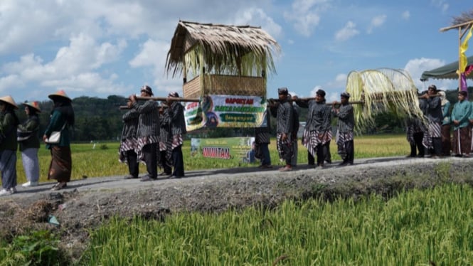 Tradisi Wiwitan di Bantul, Wujud Syukur Petani karena Panen Melimpah