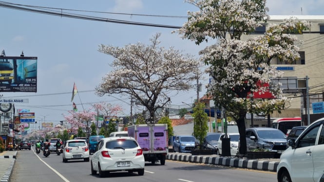 Magelang Menambah Indah Pemandangan Ketika Pohon Tabebuya Mulai