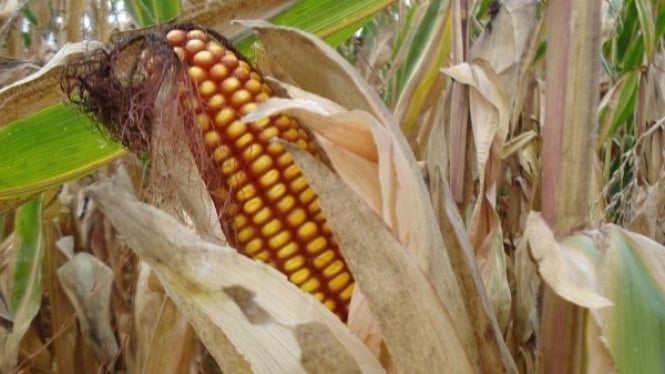 Jagung Kering Siap Panen