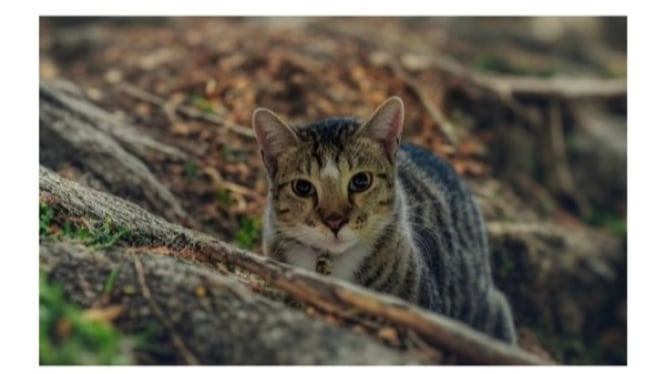 Ketika Kucing Bersiap Menerkam