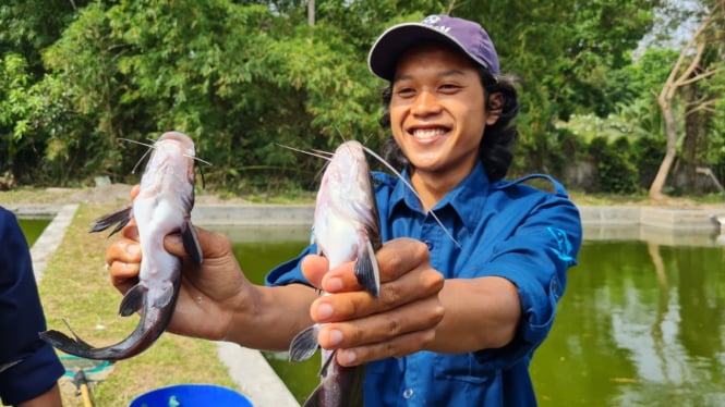 Panen Perdana Tiga Kuintal Ikan Beong di Magelang