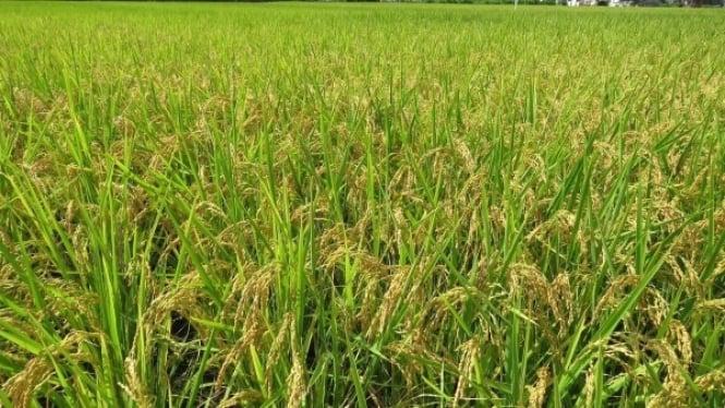 Produktivitas Sawah Indonesia Kalah Jauh, Apa Rahasia Negara Produsen ...