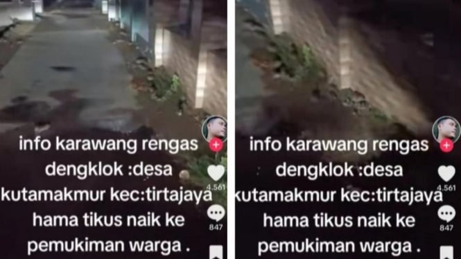 Gerombolan Tikus Sawah Menyerbu Rumah Warga di Karawang