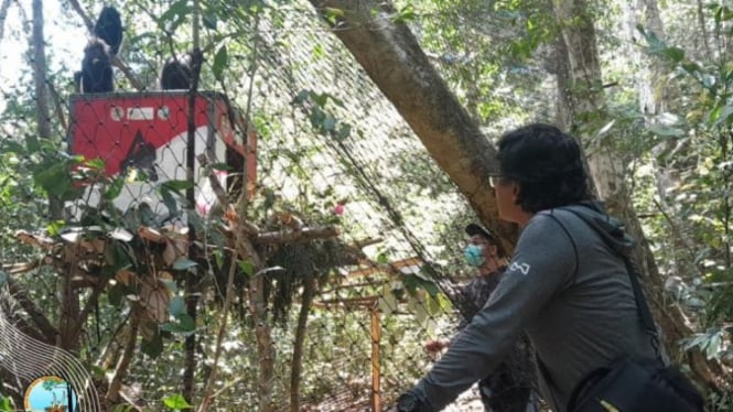 Lima Lutung Budeng Dilepasliarkan di Cagar Alam Pulau Sempu