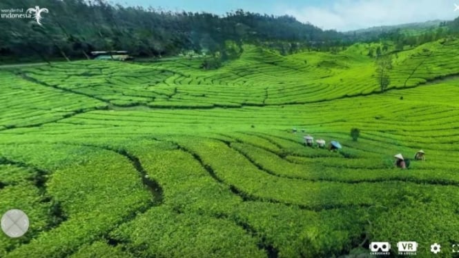 Hamparan Kebun Teh yang Hijau Salah satu Obyek Wisata Virtual