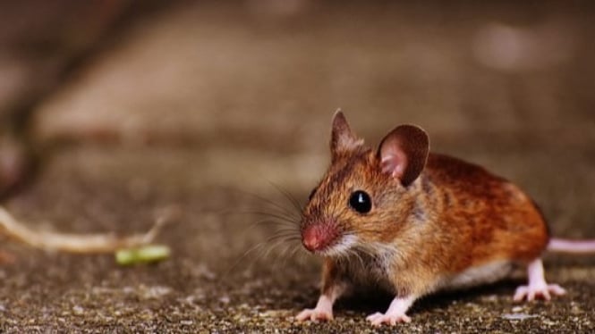 Tikus, Hewan Pengerat yang Berbahaya