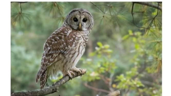 Burung Hantu Garis-garis yang akan Dibunuh