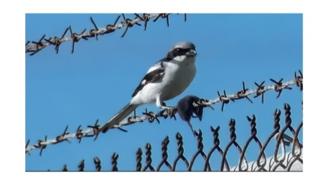 Shrike Loggerhead Bertengger di Atas Kawat Berduri