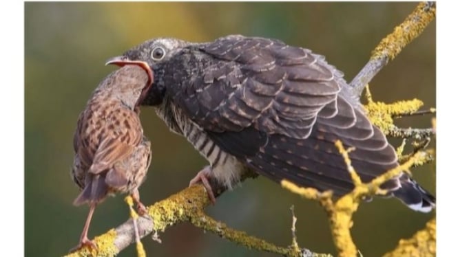 Burung Kukuk yang Terus Diberi Makan oleh Inangnya