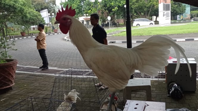 150 Ekor Ayam Ketawa dari Berbagai Daerah Turut Berlomba