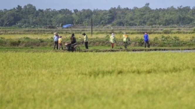 Buruh Tani di Indonesia Siapa yang Perhatikan Nasibnya