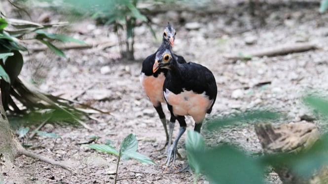 Burung Maleo