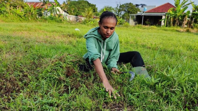 Ingin Mengembangkan Peternakan Sapi di Papua