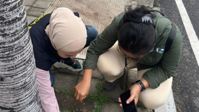 Ratusan Ekor Burung Pipit Mati Tersambar Petir di Bali