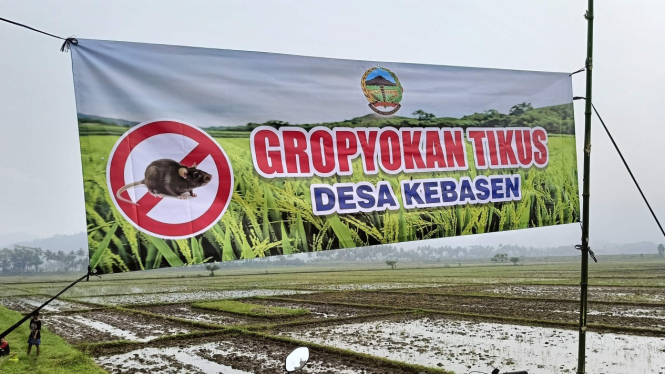 Gropyokan Tikus di Desa Kebasen, Kabupaten Banyumas, Jawa Tengah