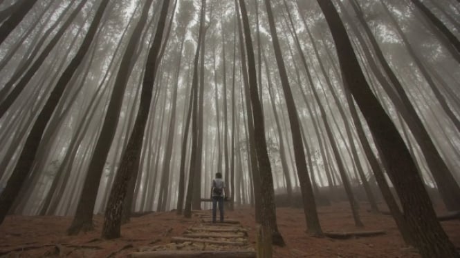 Hutan Pinus Mangunan