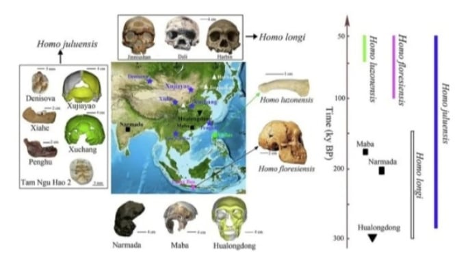 Spesies Hominin Primer dari Asia Timur pada Akhir Kuarter