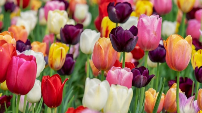 Bunga tulip warna warni