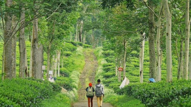 Kebun Teh Wonosari Malang