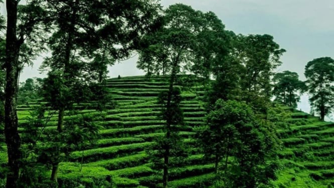 Perkebunan Teh Pagilaran di Batang, Jawa Tengah