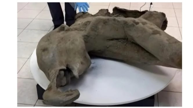 Bayi Mammoth Berusia 50.000 Tahun yang Ditemukan di Siberia