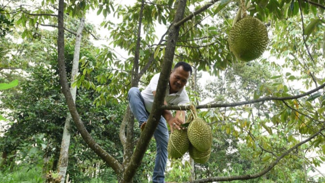 Panen Durian di Desa Kronto, Pasuruan, Jawa Timur