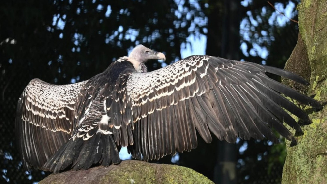 Burung  Rüppell