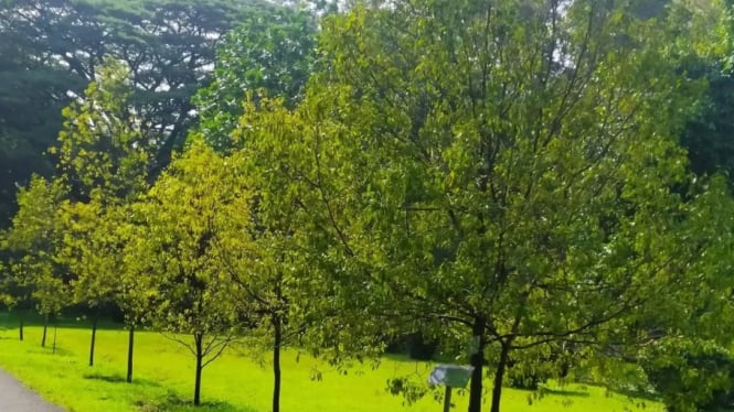Pohon Cendana