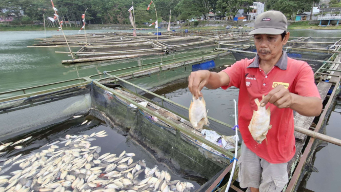 Pemeliharaan ikan nila di keramba
