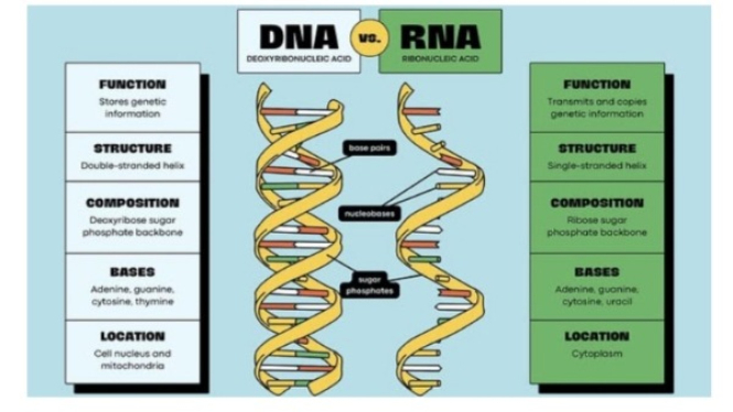 DNA RNA