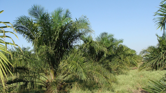 Kelapa sawit