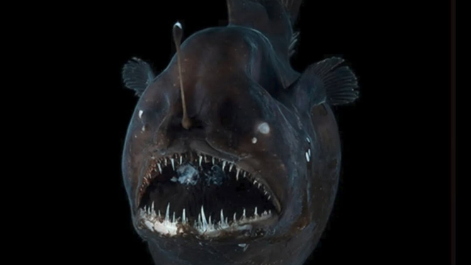 Penampakan Anglerfish dari depan