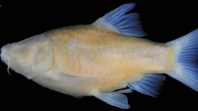 Ikan tanpa mata